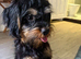 Cavapoo × Border Terrier cross