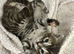 Bengal x kittens
