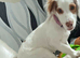 7 month old female