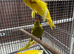 Young kakarikis