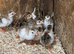 Guinea fowl keets
