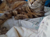Kitten s Maine coon cross