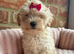 Adorable Maltipoo puppies