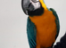Blue and Gold Macaw