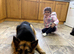 2 year old female german shepherd