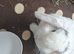 5 month old mini lop