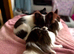 Rare Chocolate Parti Pomchi – The Sweetest Little Girl