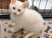 4 beautiful Persian kittens, ready now