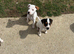 Jack Russell Puppies for Sale