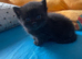 British long haired X Persian kittens