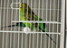 Balckface splite balckwing male splite balckface femle