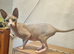 Aldut pair sphynx