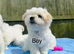 Maltese hypoallergenic puppies -3 boys available