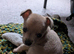 Jack russel puppy