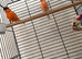 Breeding pair of red factor canaries
