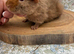 Pure bred teddy pig