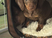 Mini Dachshund Boy