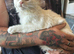White Maine Coon Boy. Vaccinated