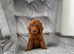 KC EXTENSIVELY HEALTH TESTED POODLE