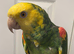 Tame Amazon yellow headed super talkative