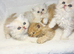 BEAUTIFUL DOLL FACE FULL PERSIAN LONG HAIR KITTEN