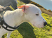 Beautiful 11weeks corso terrier puppies
