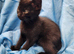 11 adorable kittens for sale