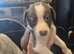 Lurcher x bordercollie