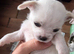 Malchi pups