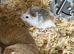 Make hamster