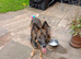German Shepherd female