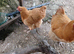 Buff orpington laying hen for sale