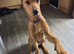 Lurcher Missing from S60 Rotherham