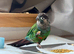 Edinburgh, Gentle Blue-crowned Conure, seeking for a new home!