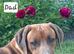 Rhodesian ridgeback looking for their forever homes