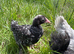 Lavender pekin, cou cou Pekin & black speckled pekin