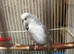 Budgie