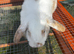 male mini lop