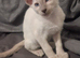 Cheeky Siamese Kittens