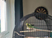 Indian ringneck
