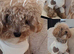 ted toy poodle super tiny)
