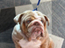 Pearl female merle English bulldog