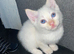 Ragdoll cross