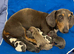 Full dachshunds