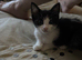 4 beautiful kittens looking for there forever homes