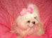 Gorgeous Babydoll KC Registered Korean Maltese Adult Girl