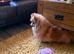Adorable F1 Pom shih vet checked ready now