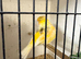 Norwich canaries