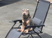 Lilac tan sharpei