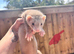 Ferrets 10 weeks old
